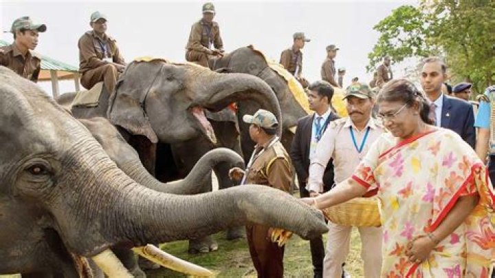21 Devastating Photos Of India's Accelerating Human-Elephant Conflict