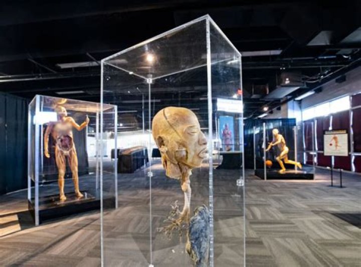 How The Creepy Art Of Plastination Created The Bodies Exhibit [VIDEO]