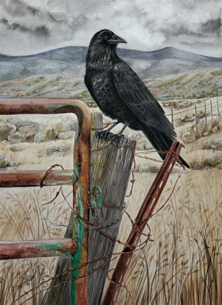 Jen Crenshaw Facts, Age, Birthday, Wikipedia, Who, Nationality, Biography