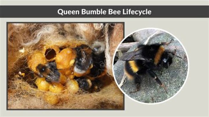 The Lifecycle Of A Queen Bumble Bee