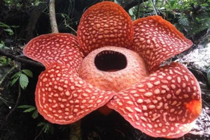 The World's Largest And Smelliest Flowers