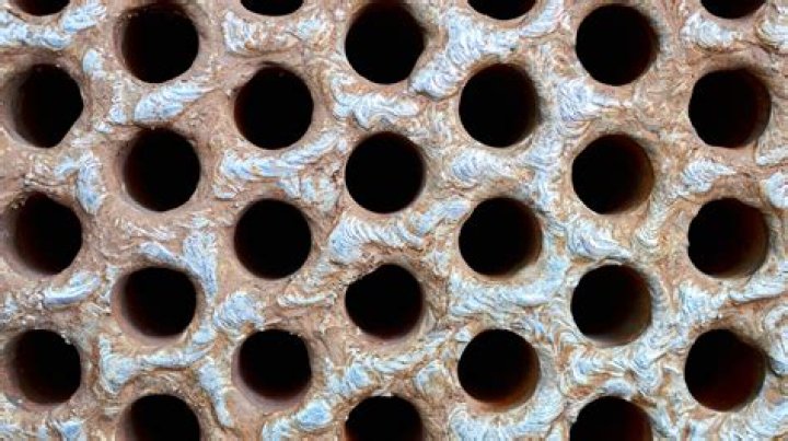 What Causes Trypophobia, The Fear Of Small Holes?