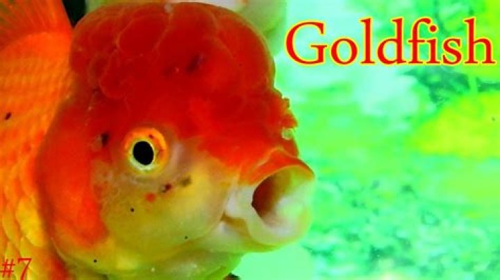 Why Your Pet Goldfish Turns Into A Monster If You Set It Free